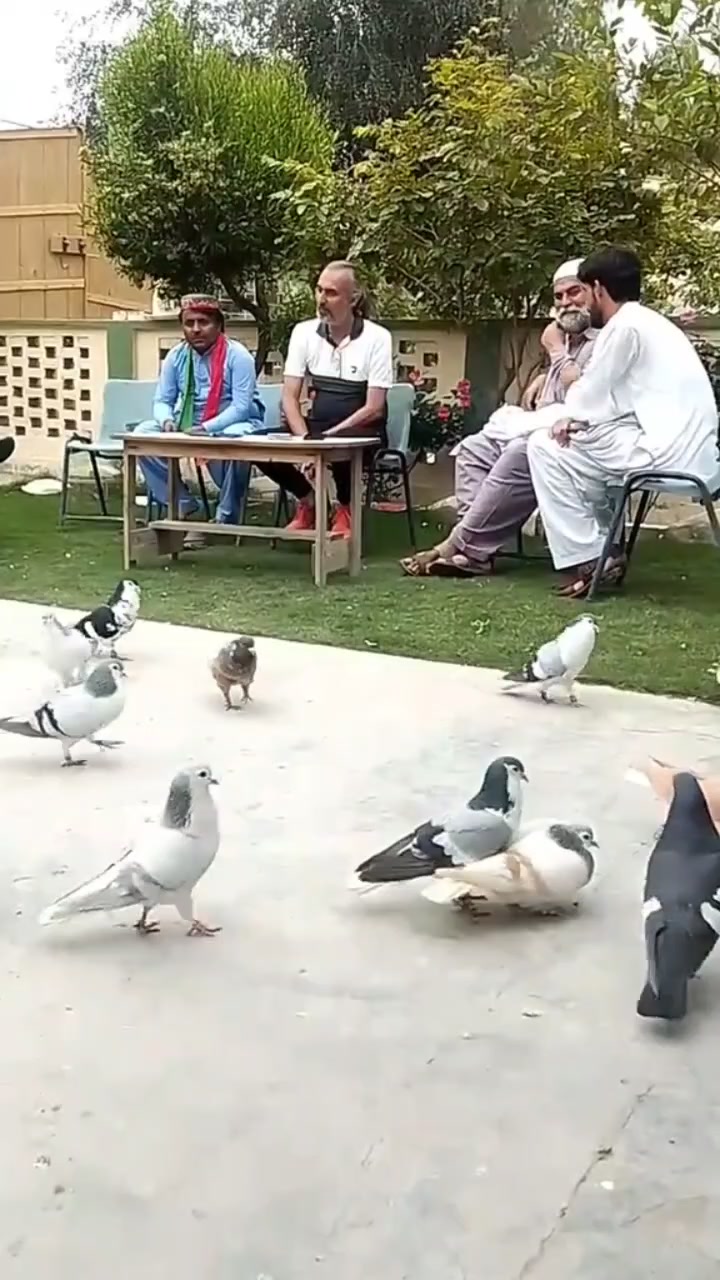 @waheedpegeonLoft