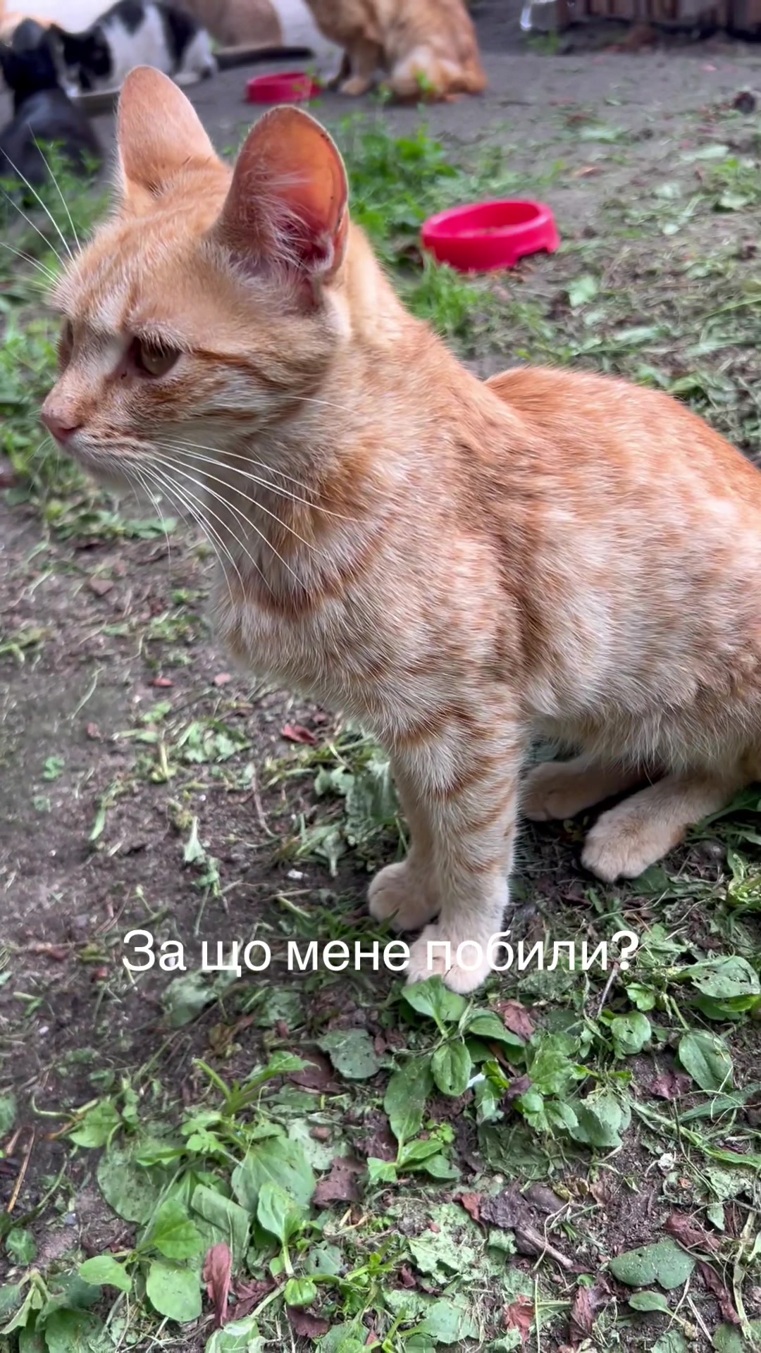 @Алиса