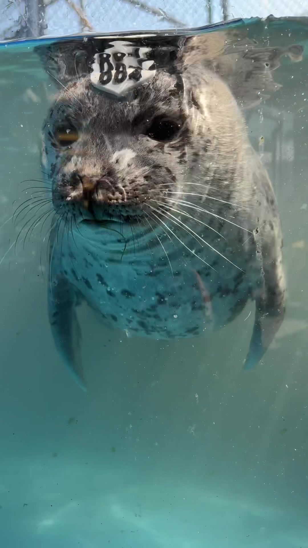 @Marine Mammal Rescue Society