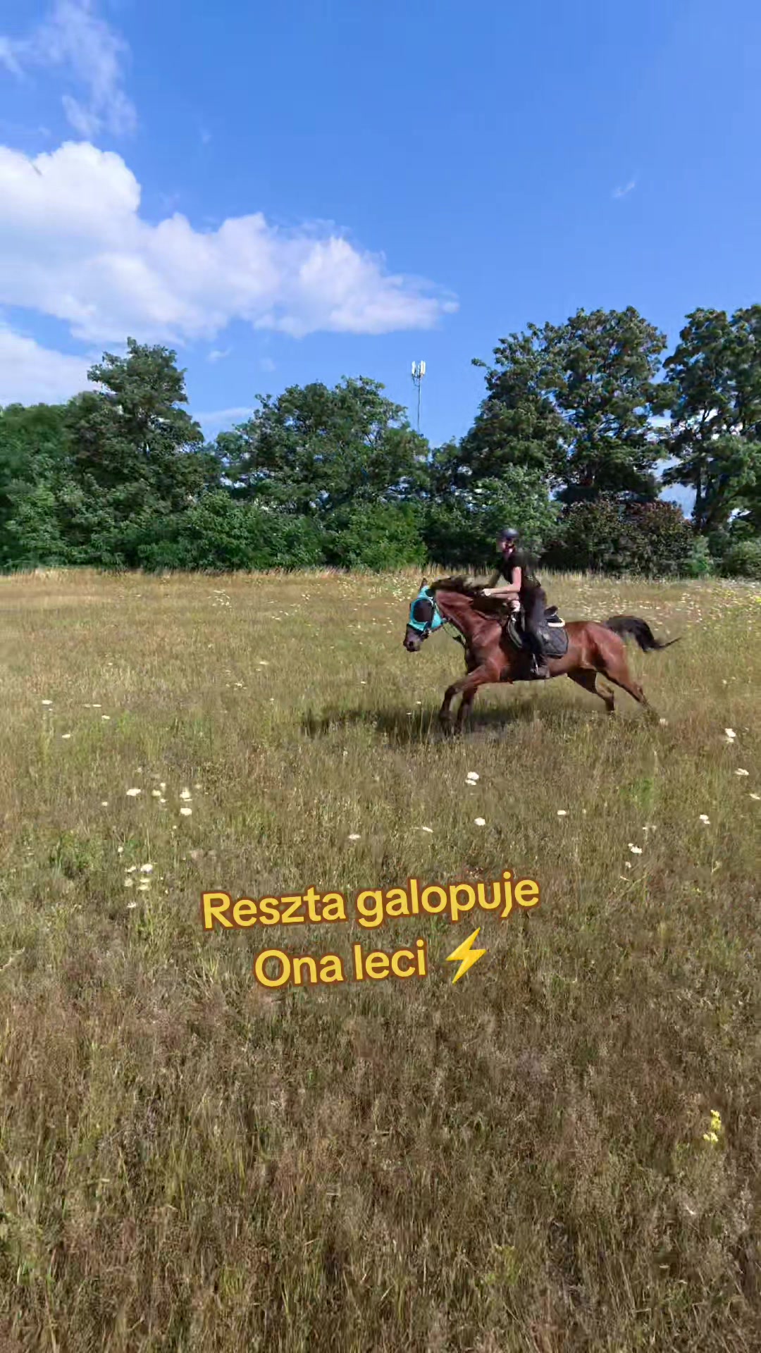 @Stajnia Pod Kasztanem 🇵🇱