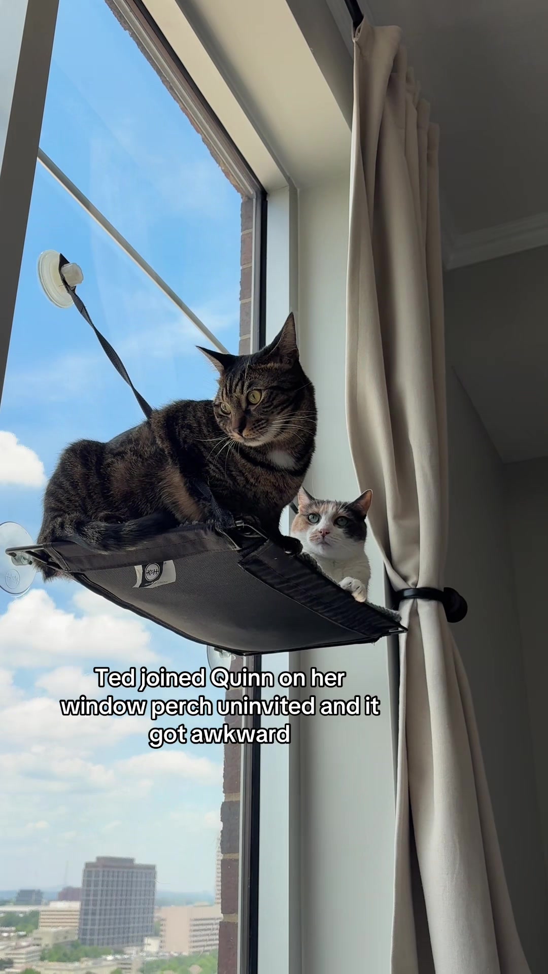 @Quinn The Calico