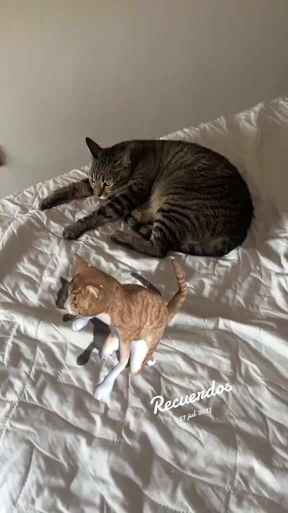 @Angie & Pintxin 😻