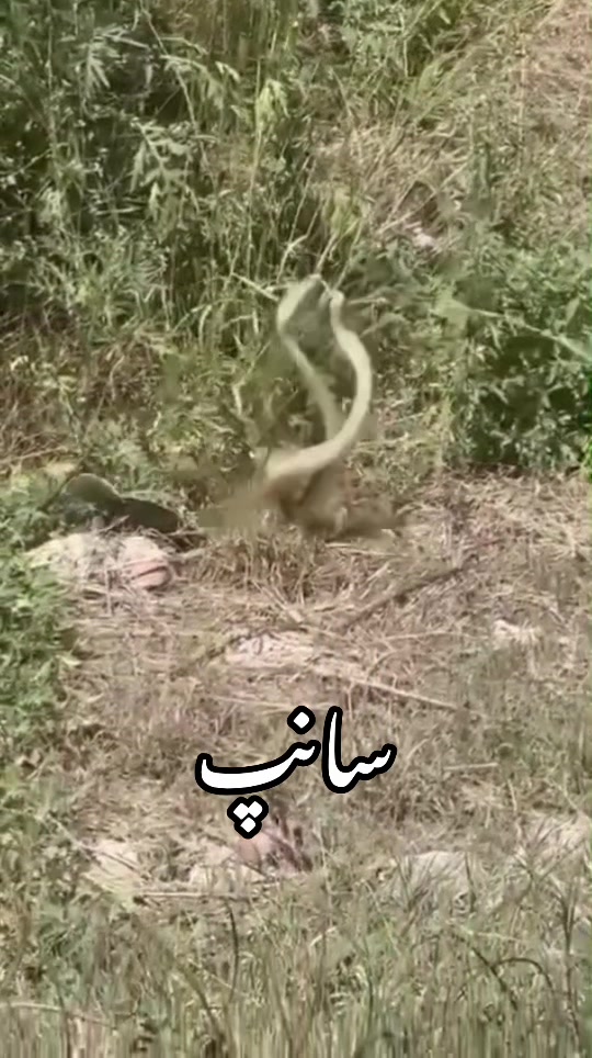 @Tayyaba