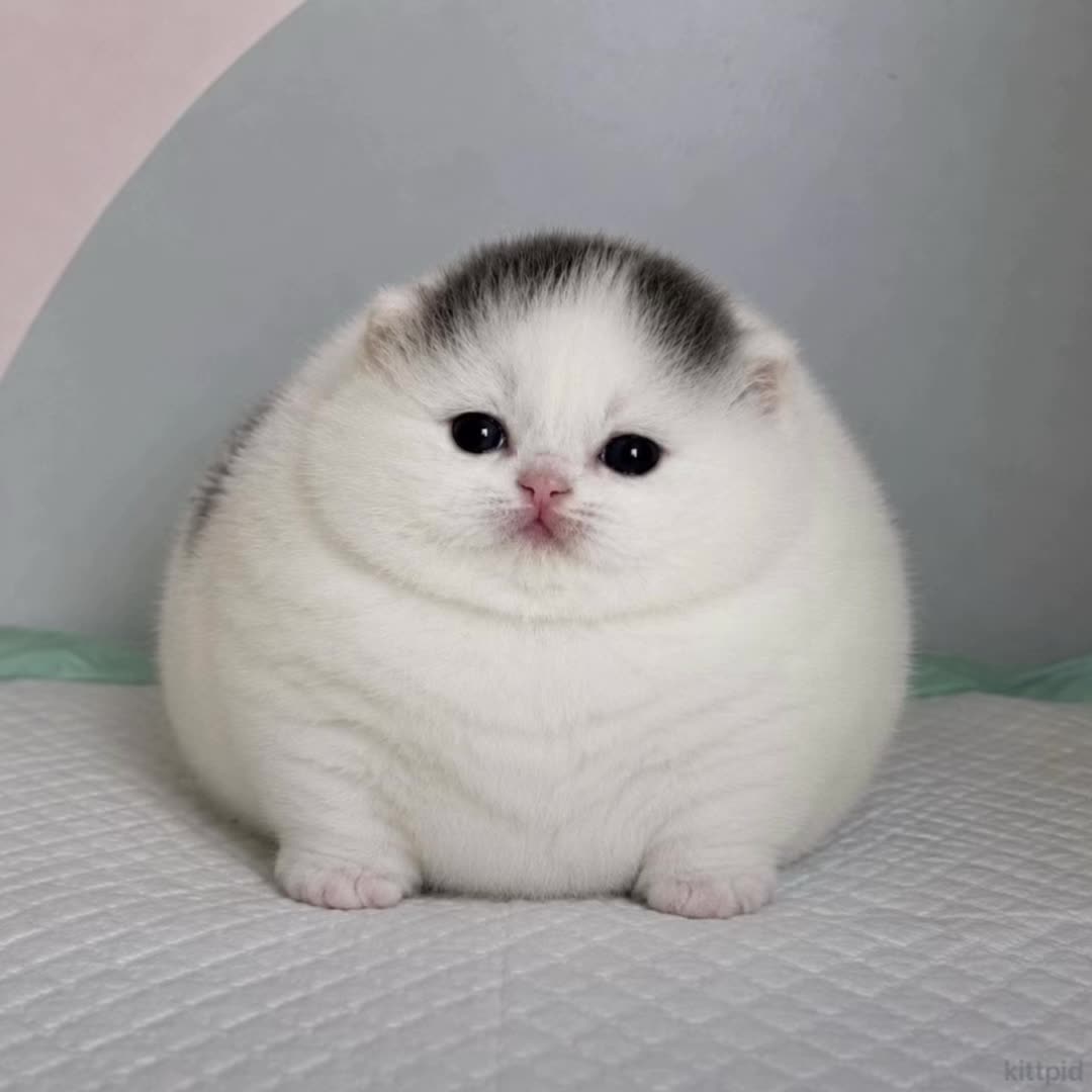 @kittpidd
