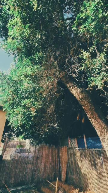 @Verticaltreeclimbs