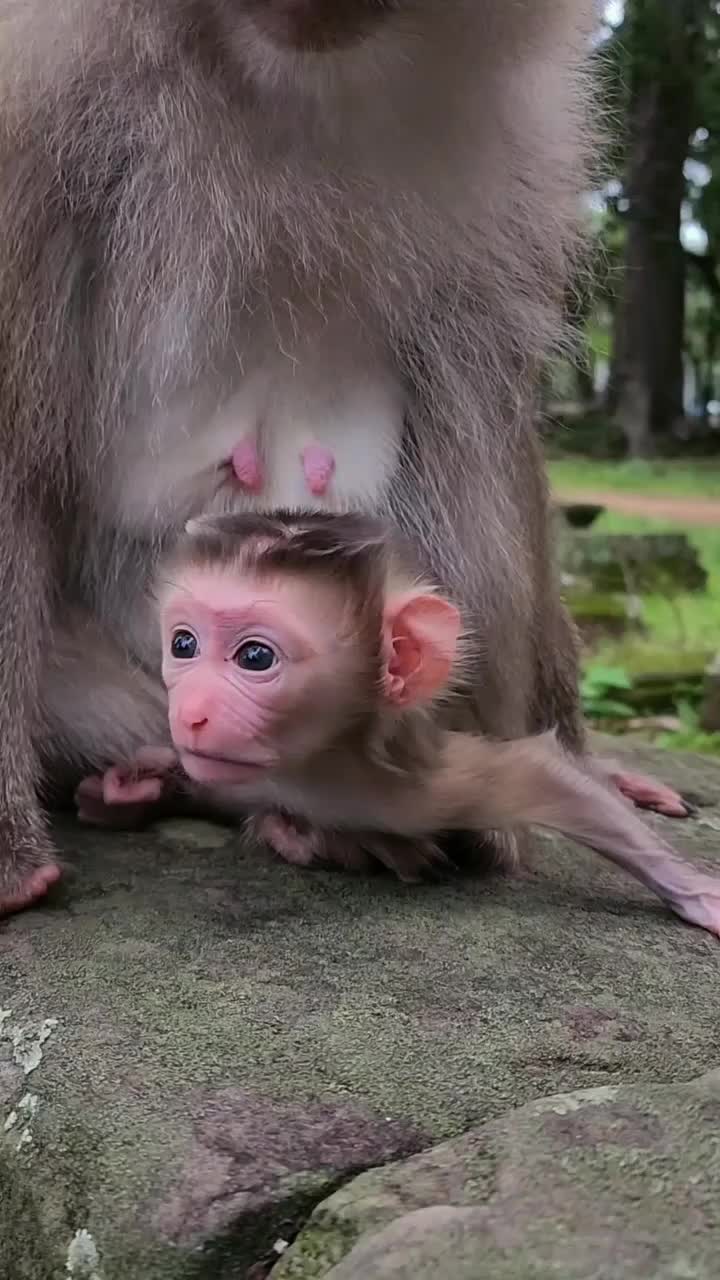 @Law of Nature 🐒