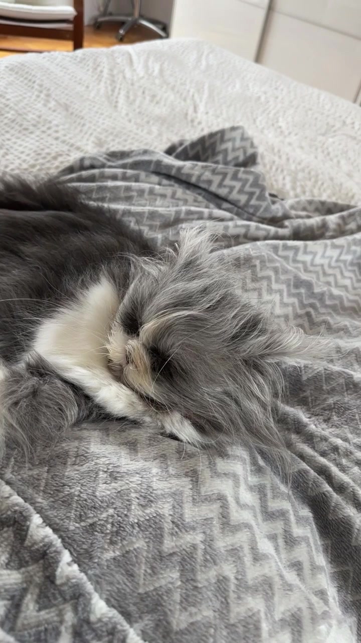 @atchoumthecat