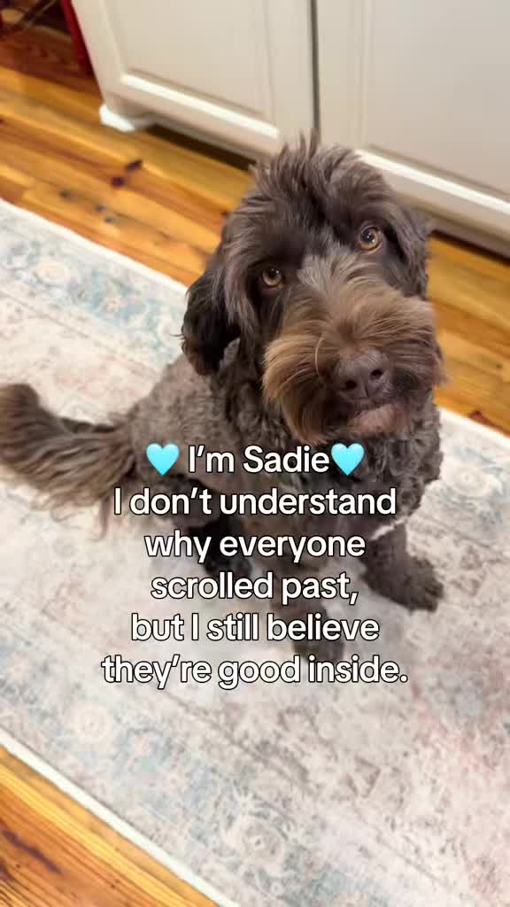 @Sadie the Doodle