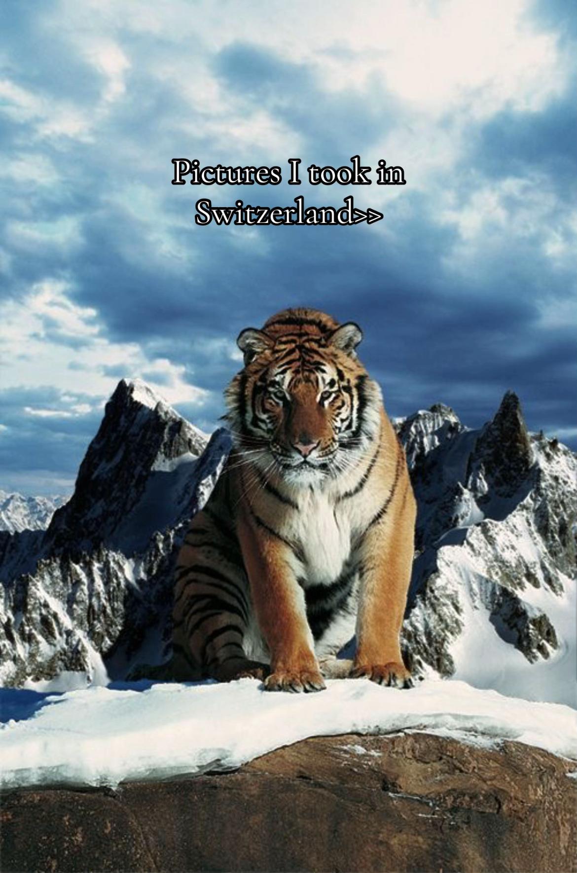 @ღ # 𝑻𝑰𝑮𝑹𝑬𝑺𝑺. 🐅 ❦