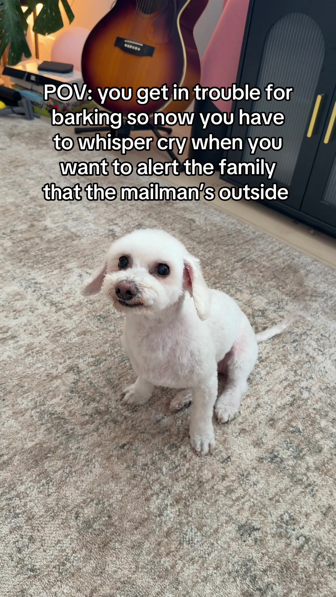 @Spicy The Dog