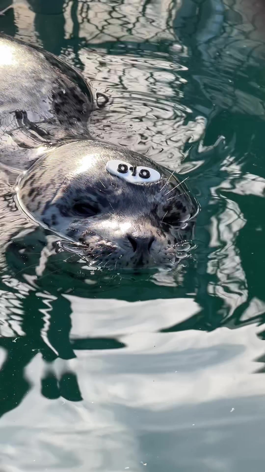 @Marine Mammal Rescue Society
