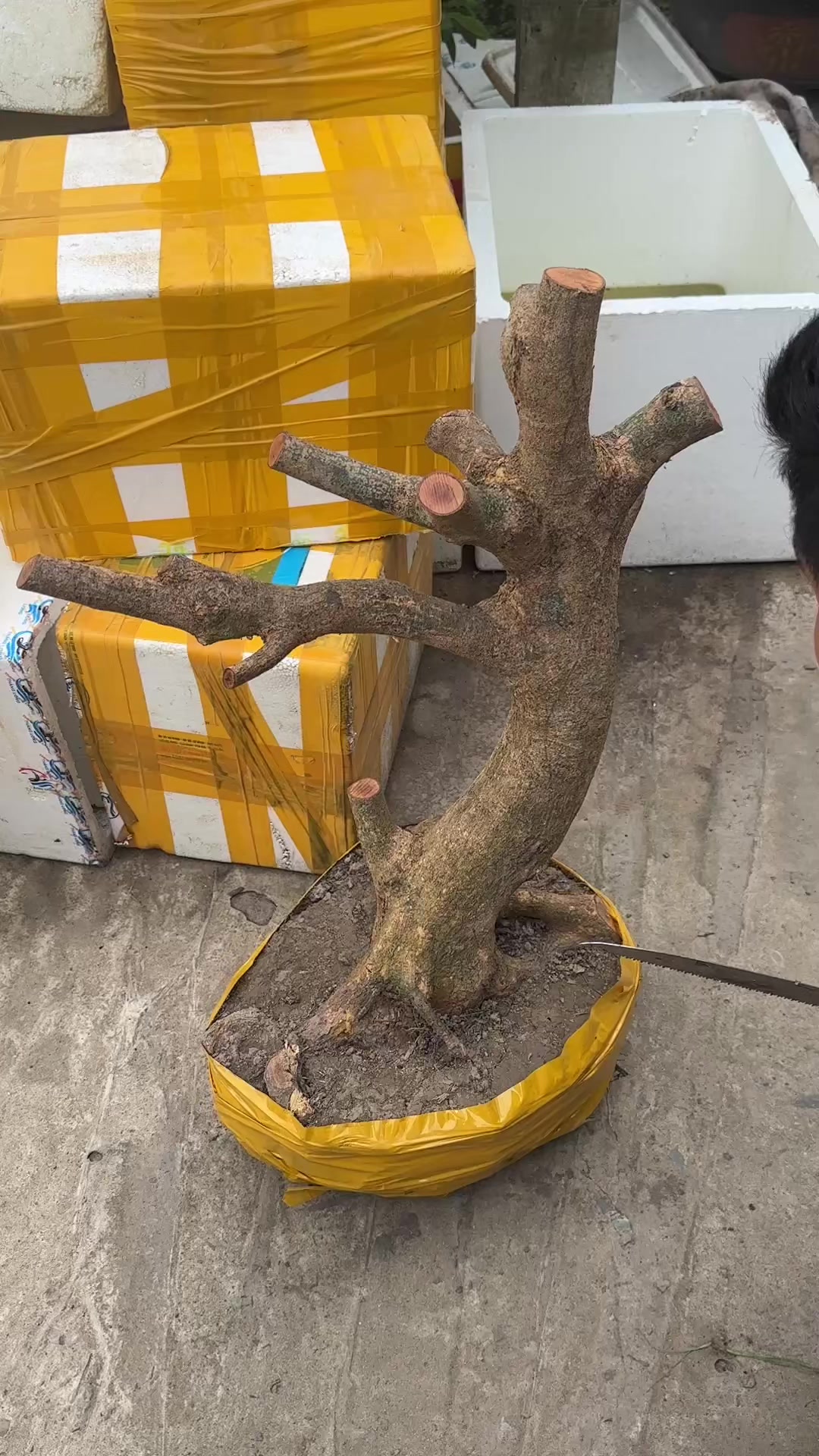 @Hồng Tr&uacute;c Mai V&agrave;ng
