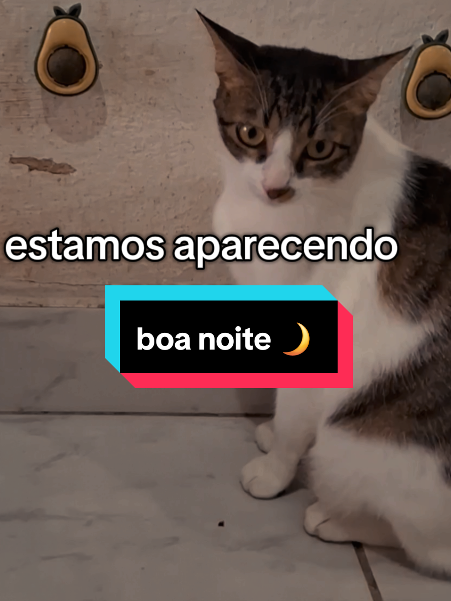 @casa dos gatos