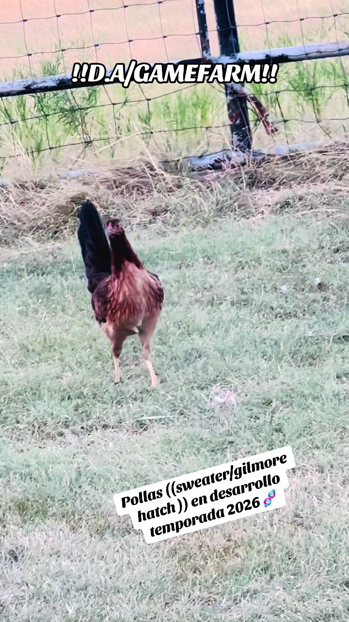 @DAgamefarm