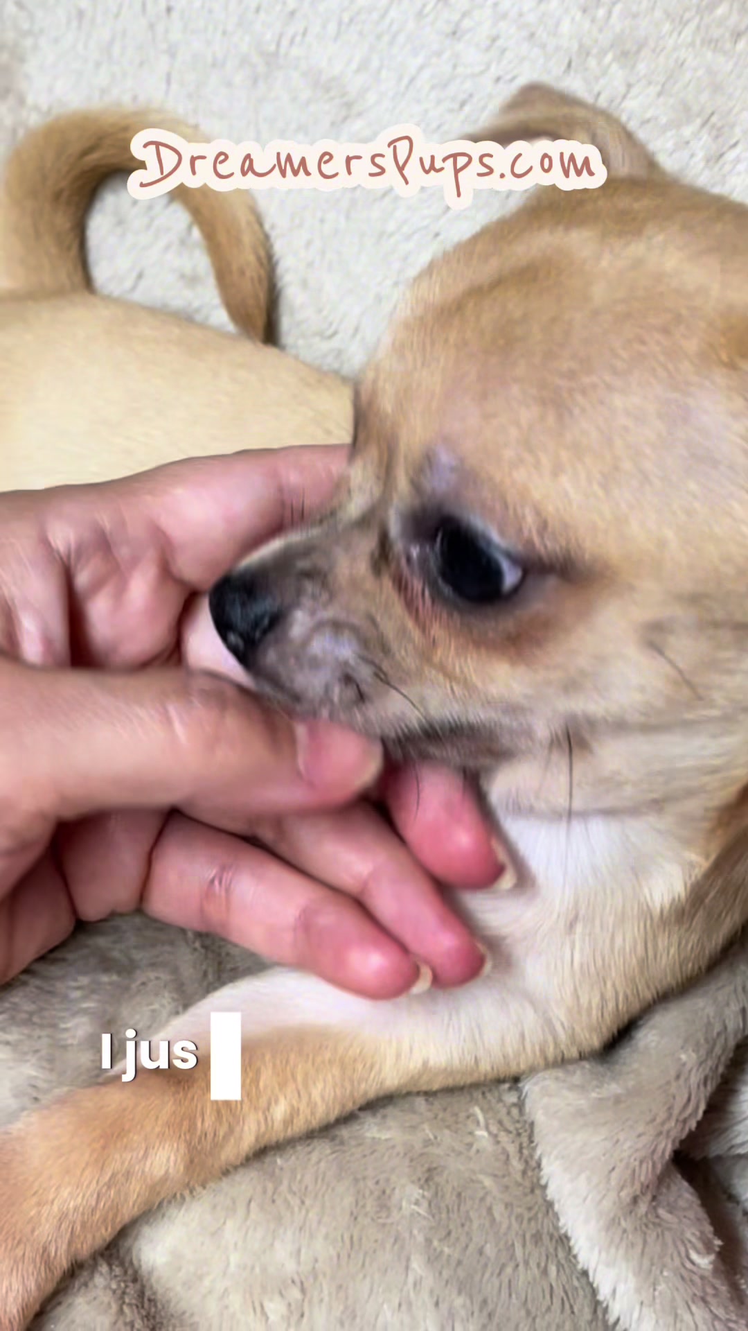 @PuppyMom