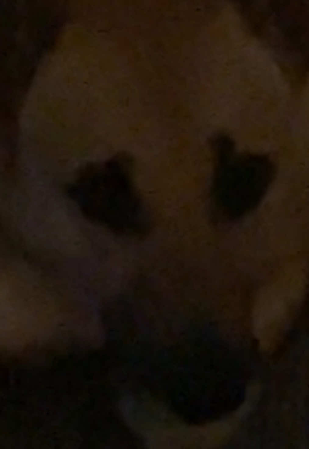 @Roxie the Dog🩷🐶🐾