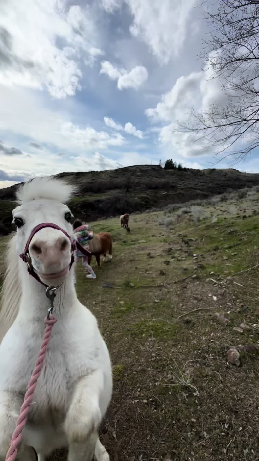 @Hot Sauce the Mini horse 🐎