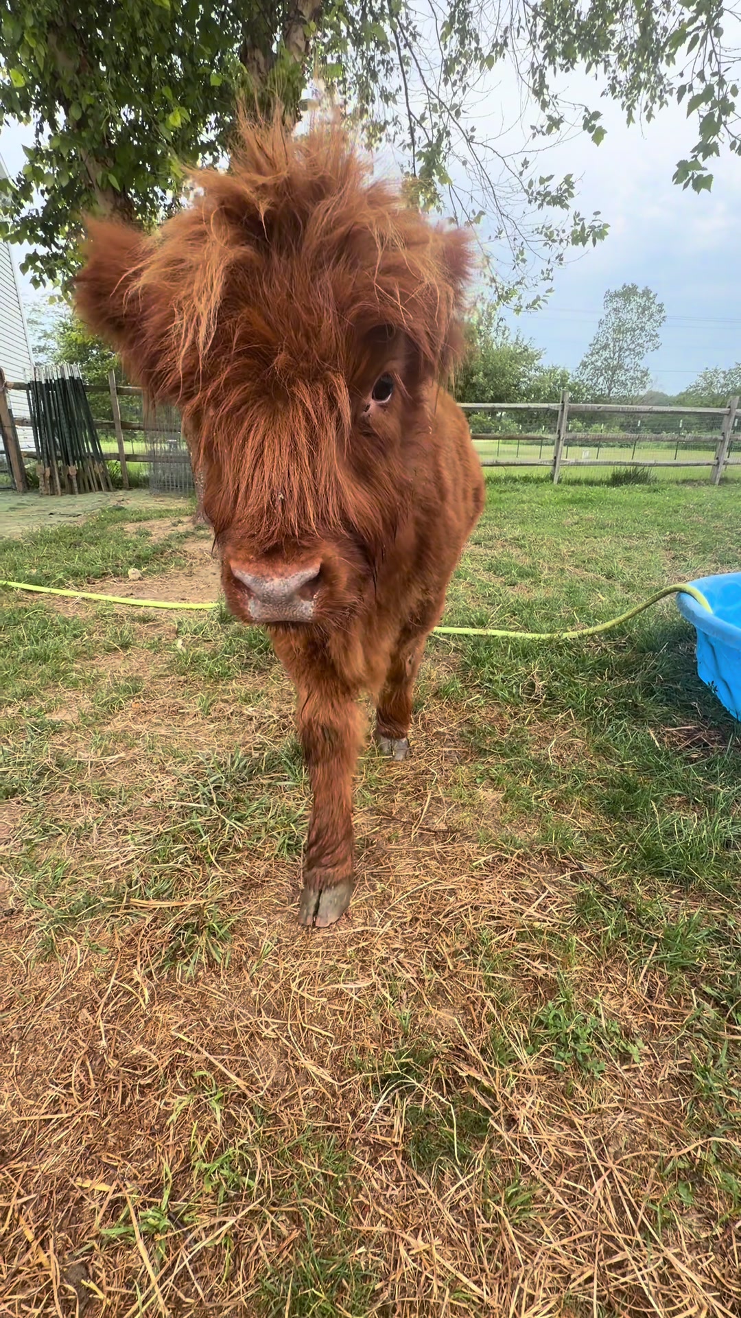 @nofzingerranch