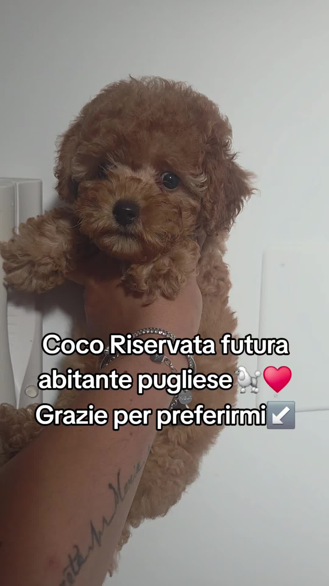 @Candy's poodles🐩🐾👑Felicia