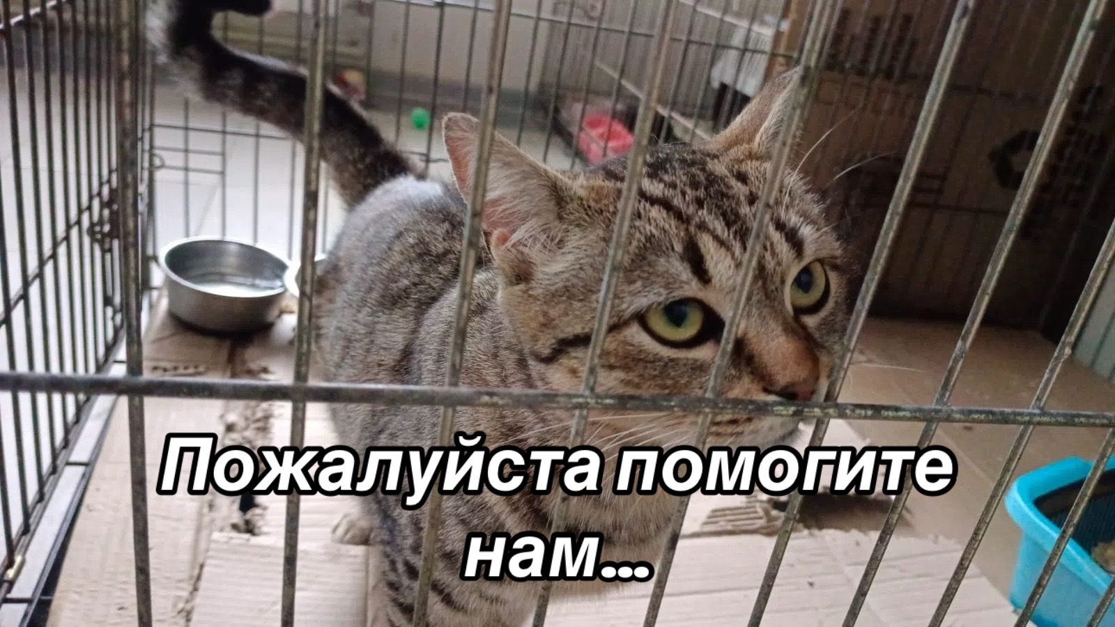 @Приют Потеряшка