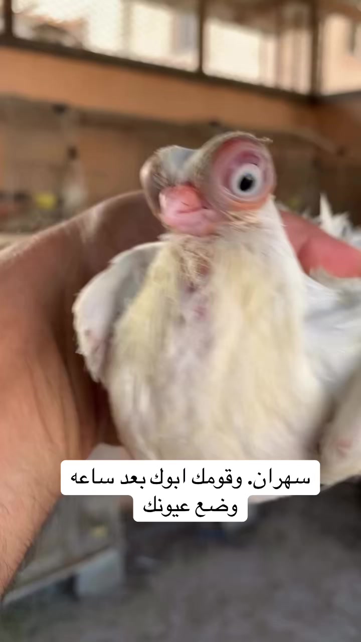 @عبدالله التميمي