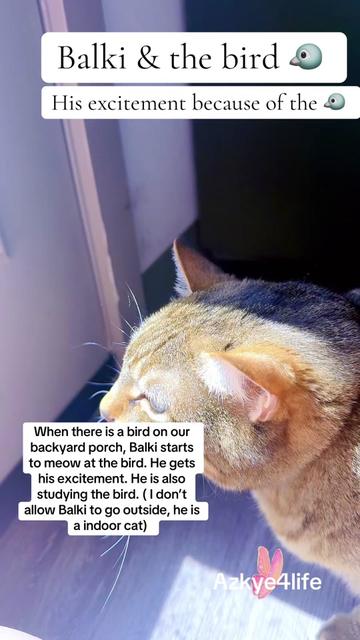 @Azkye4life 🦉🦋