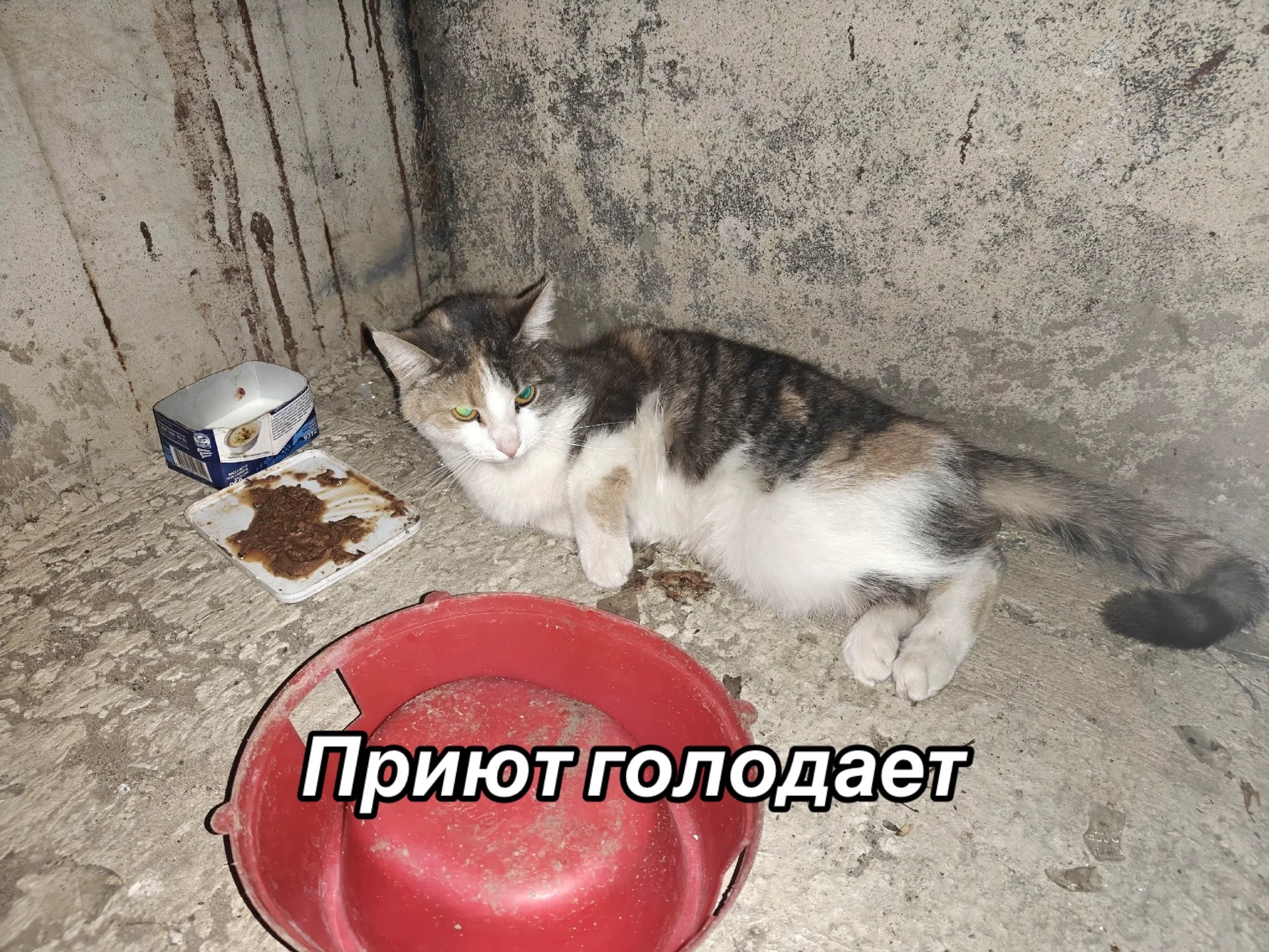 @Приют для животных Потеряшка