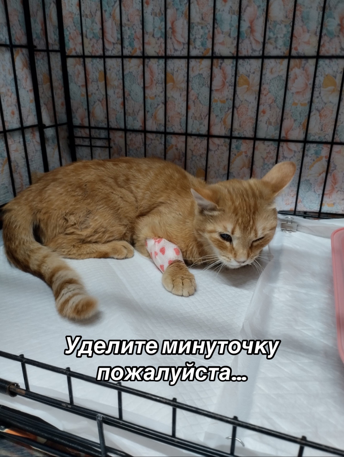 @Приют для животных Потеряшка