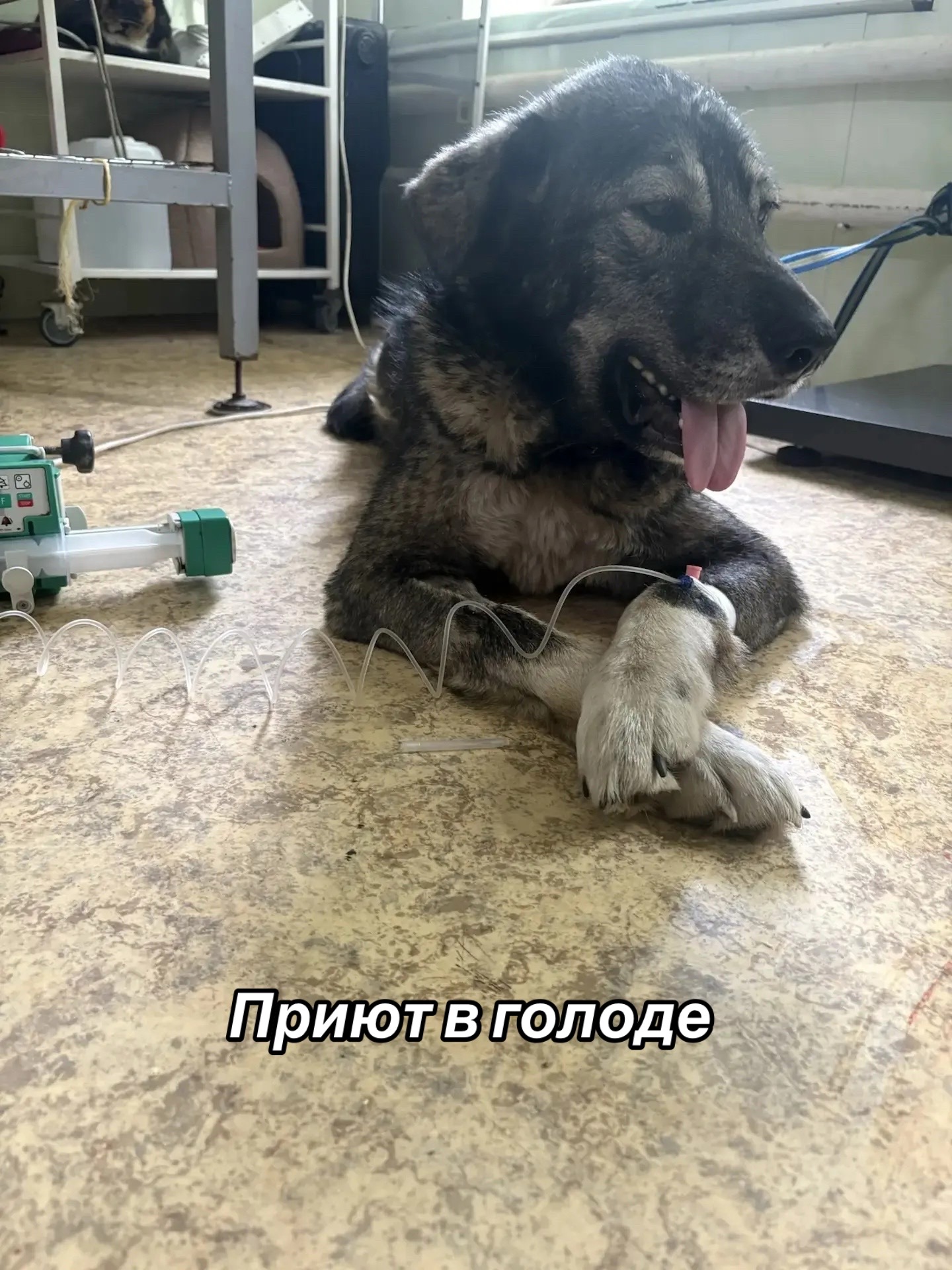@Приют для животных Потеряшка