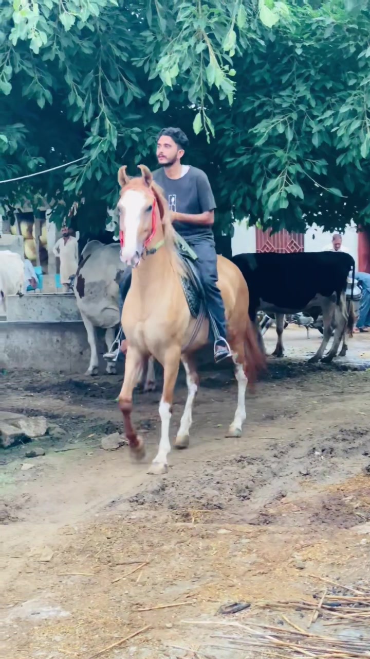 @Ch Hammad bokan &hearts;️🐎