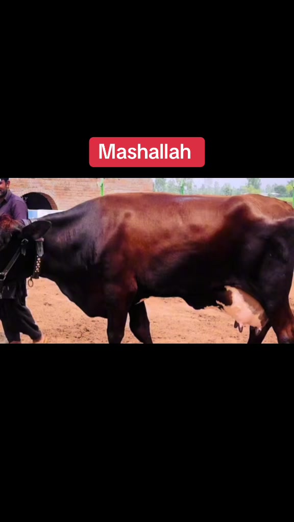 @Mohra Langrial Beetal1