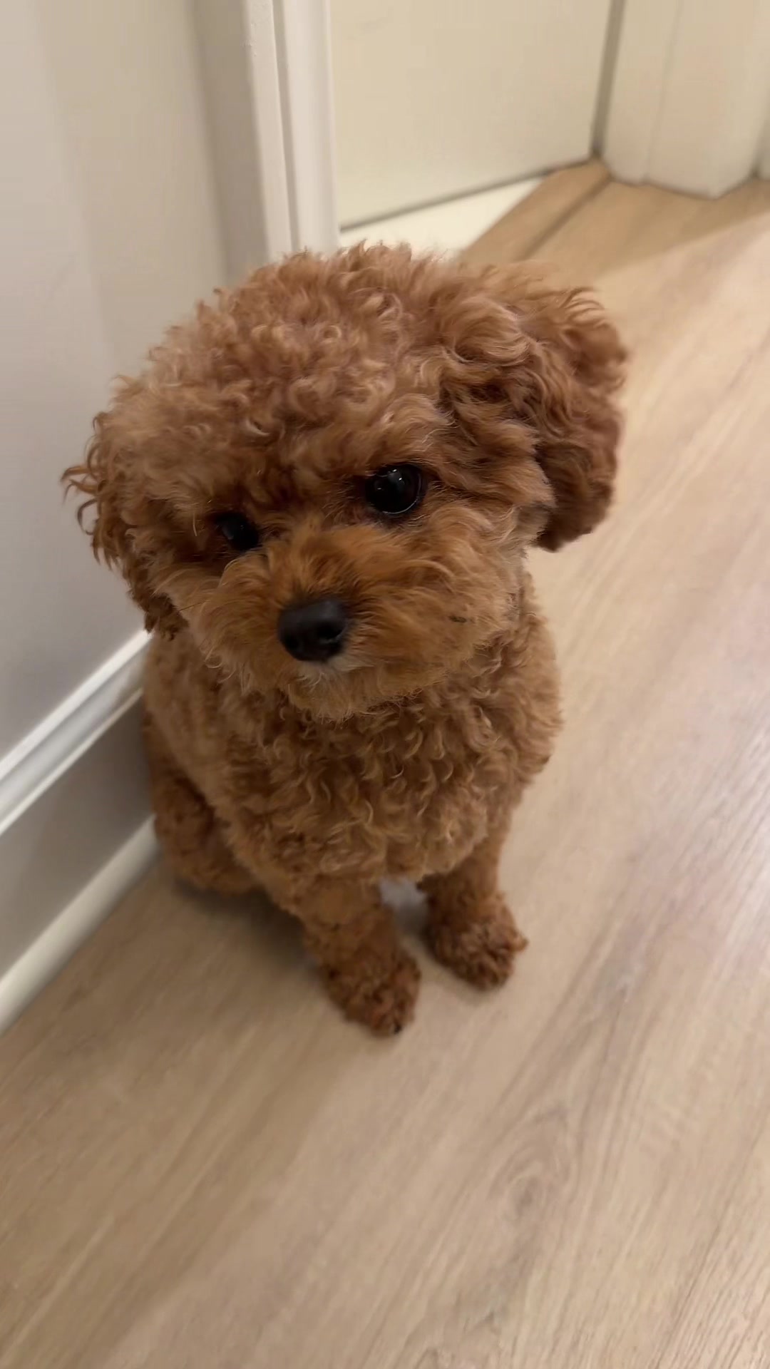 @enzoprincethepup