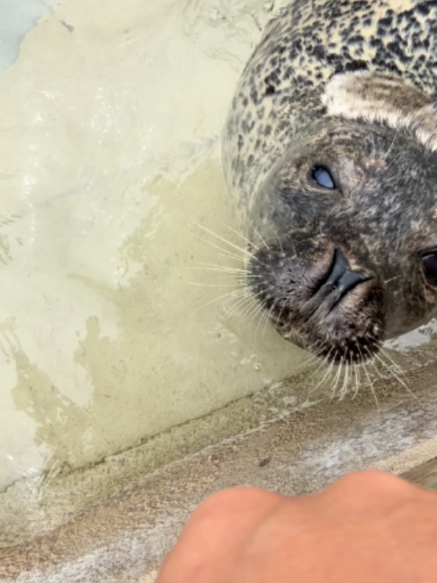 @Seal