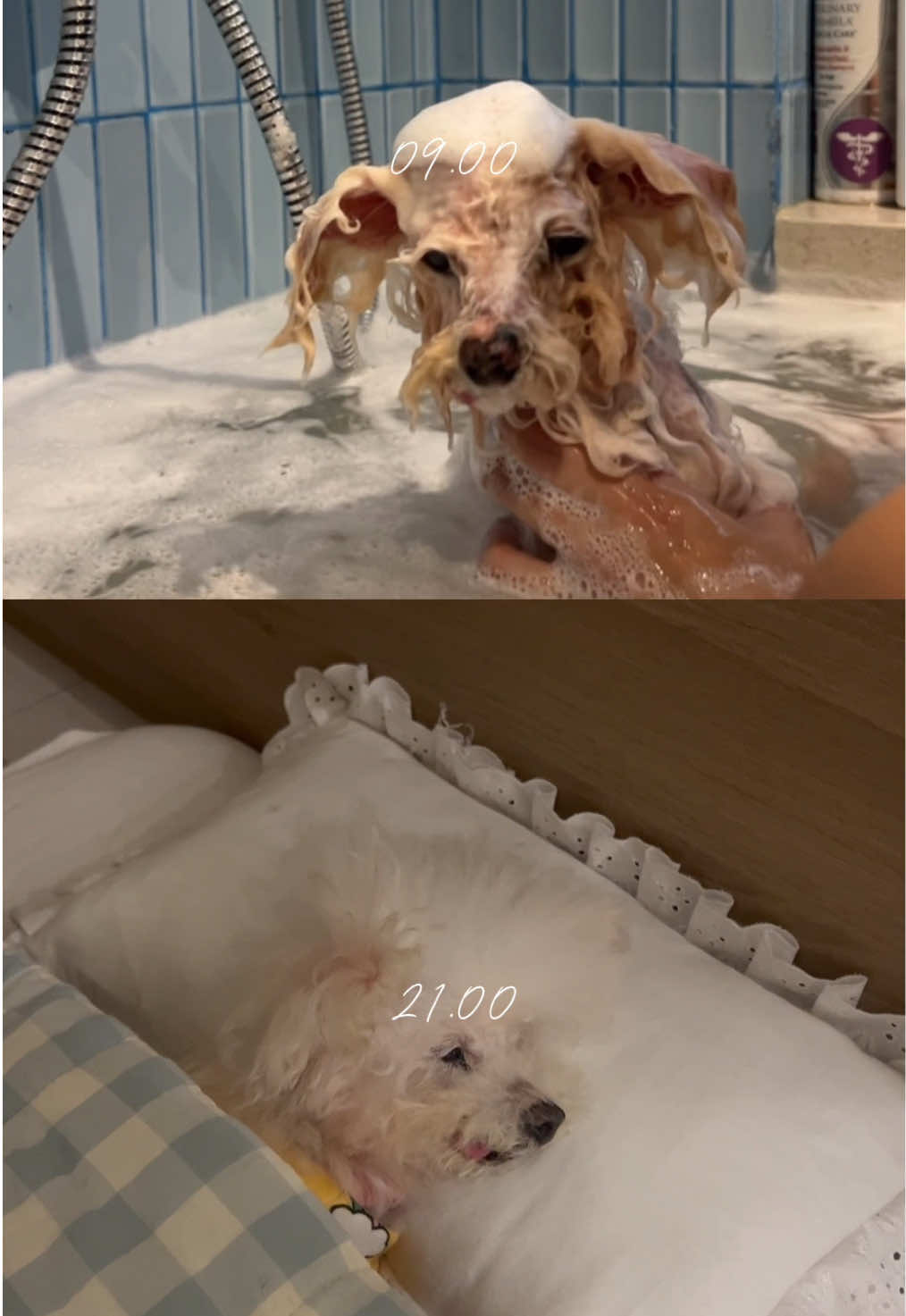 @Jiro and the poodle gang