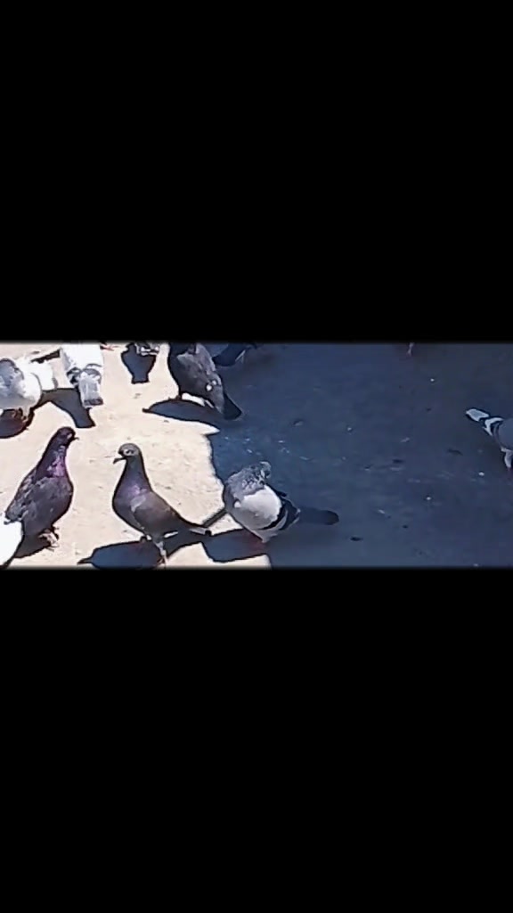 @Hakan &Ccedil;avuş