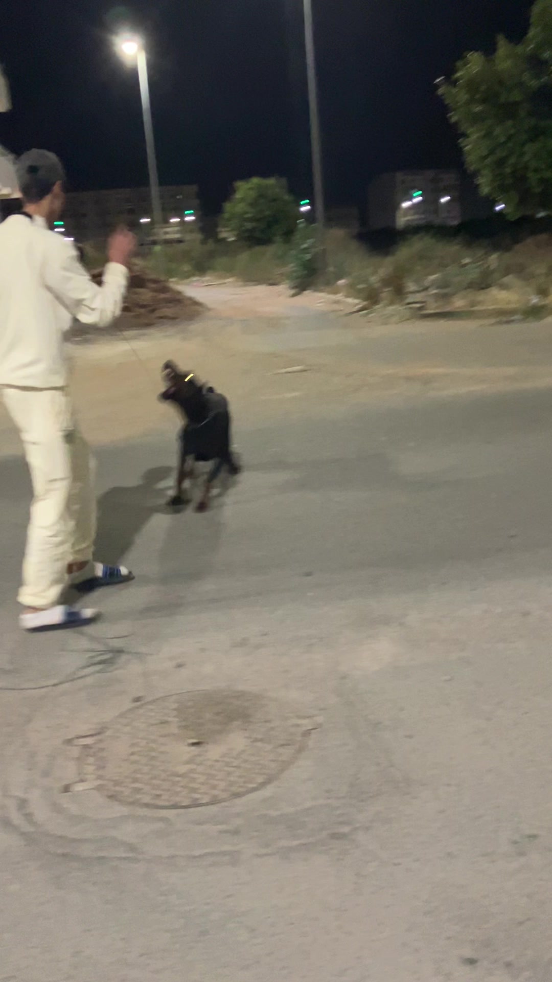 @canicorsoftmalinois