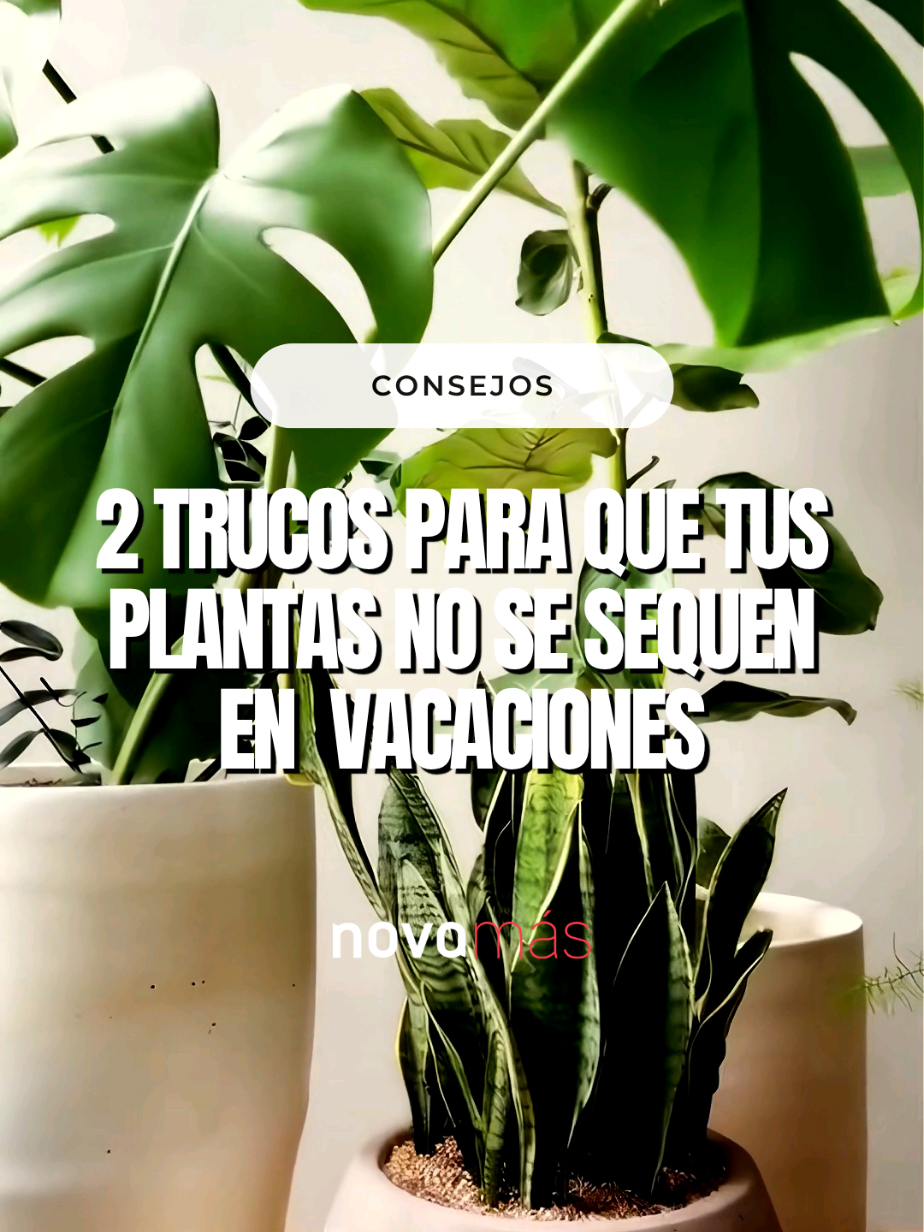@NovaMas