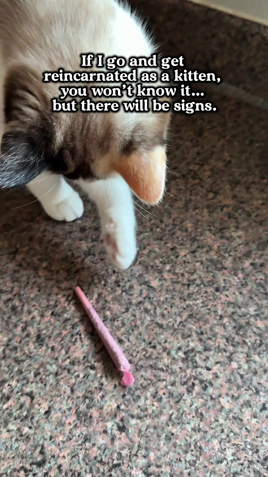 @slavic_cat_mum