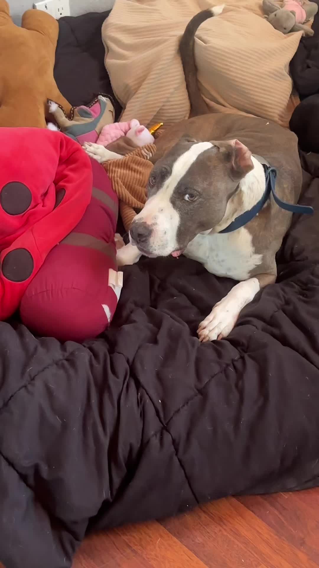 @caponethepitty