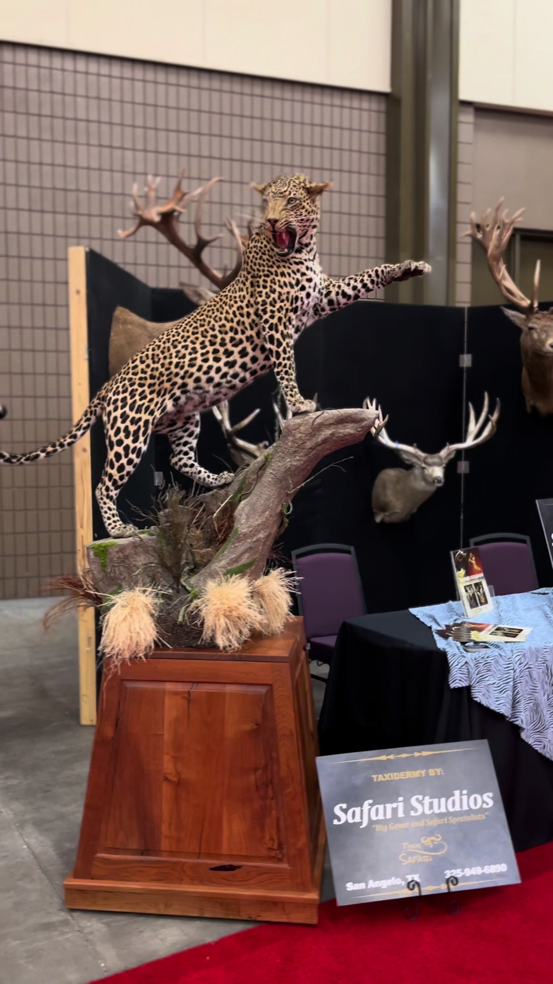 @Safari Studios