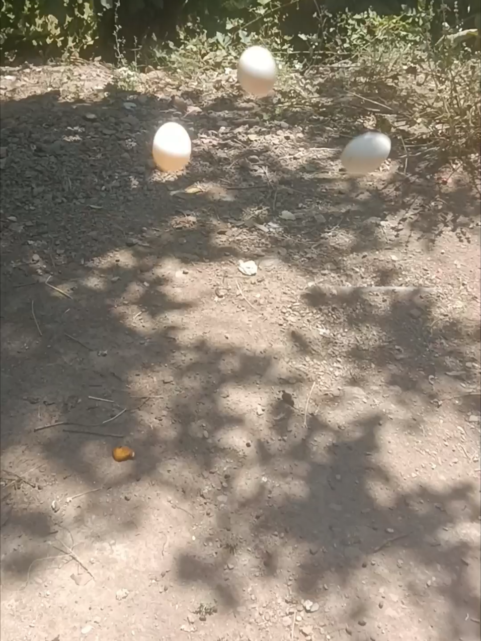 @YARIŞ POSTASI