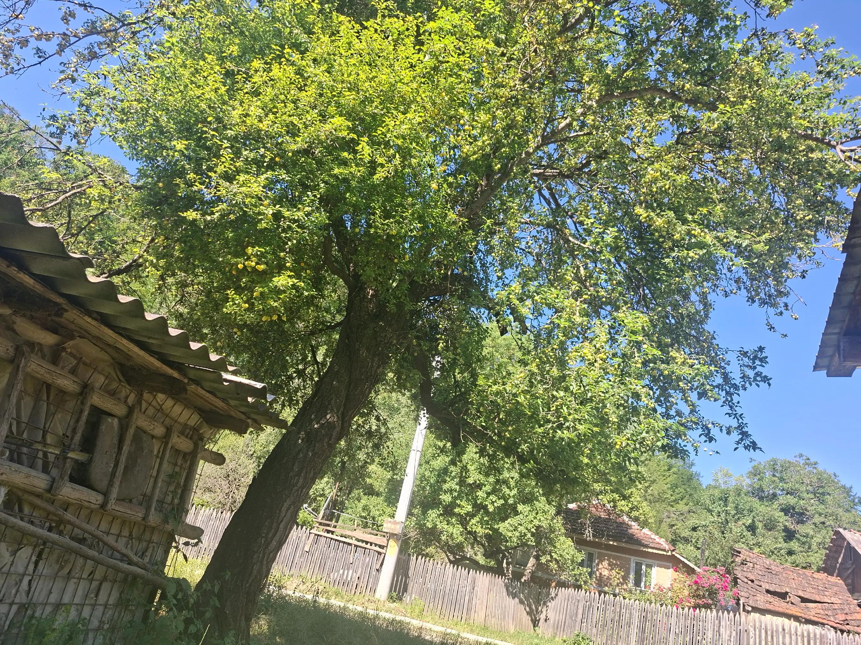 @Nevasta lui Botea Laurențiu
