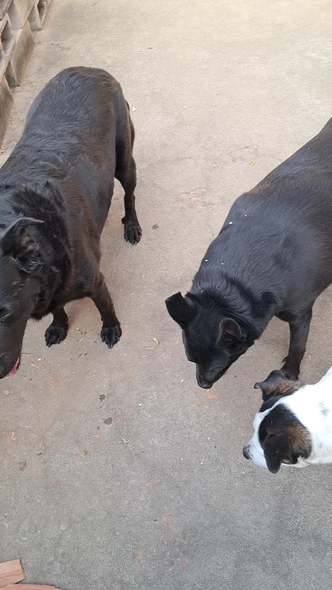 @Ismael e sua AuAuCreche 🐶💖