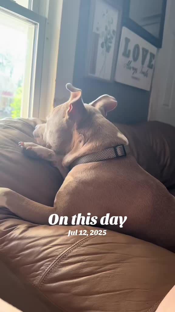 @Pittie Mom