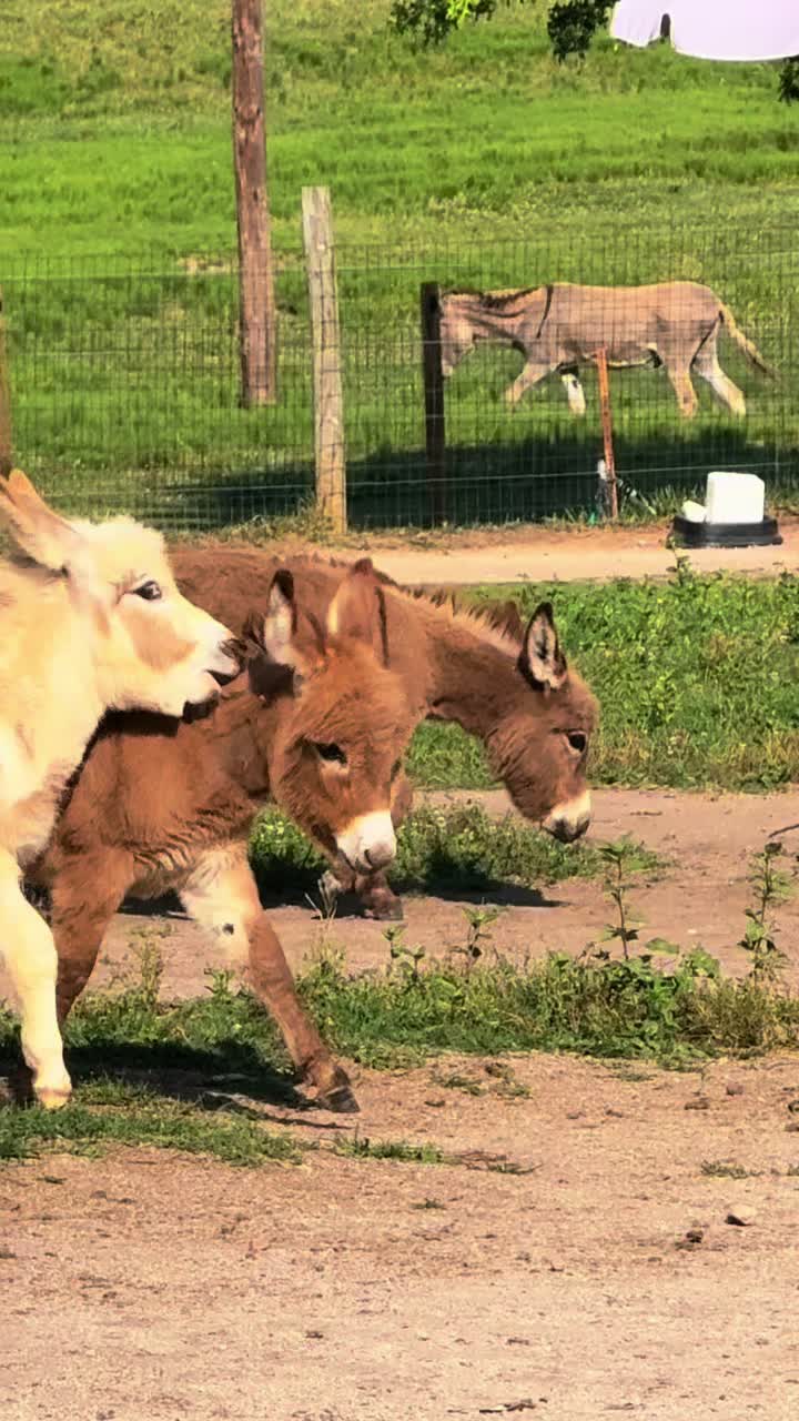 @Cypress Farm Donkeys
