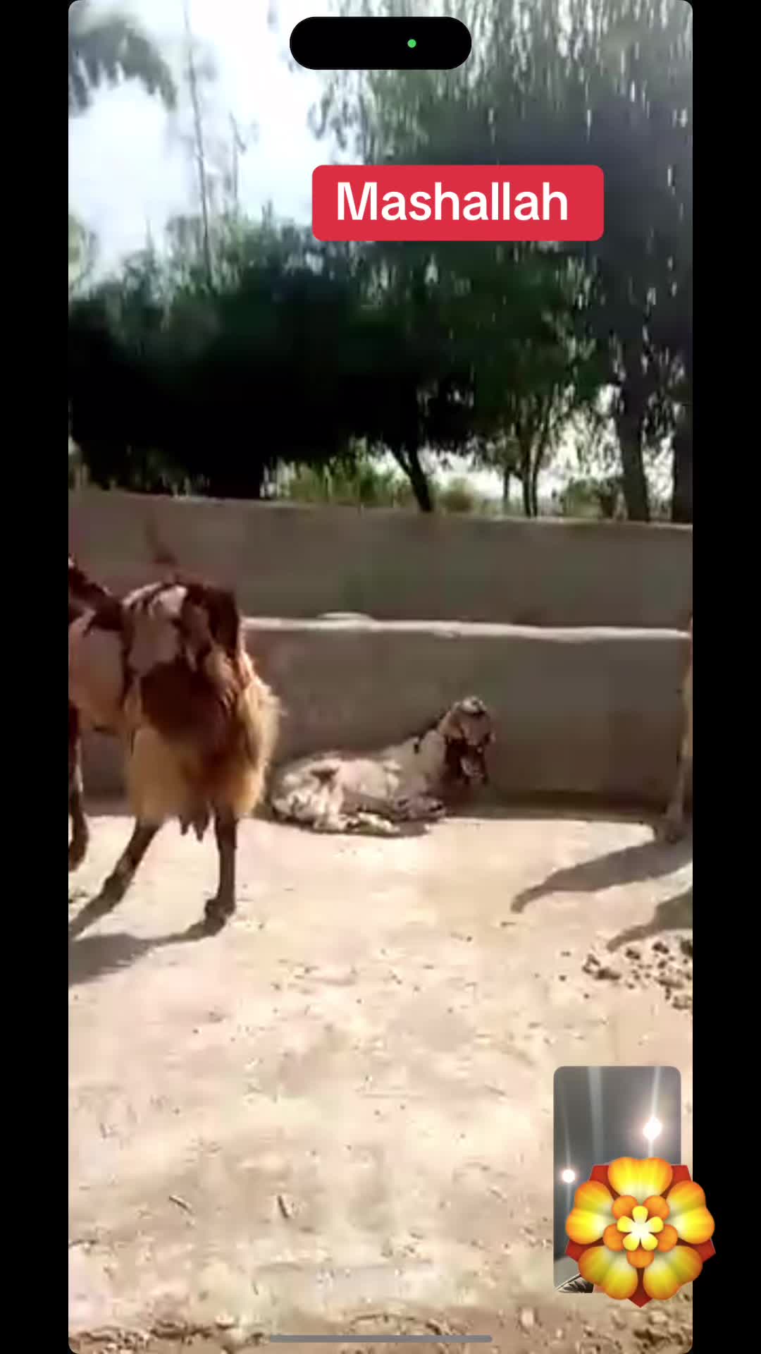 @Mohra Langrial Beetal1