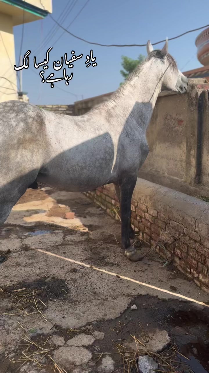 @Afaq gujjar chakora