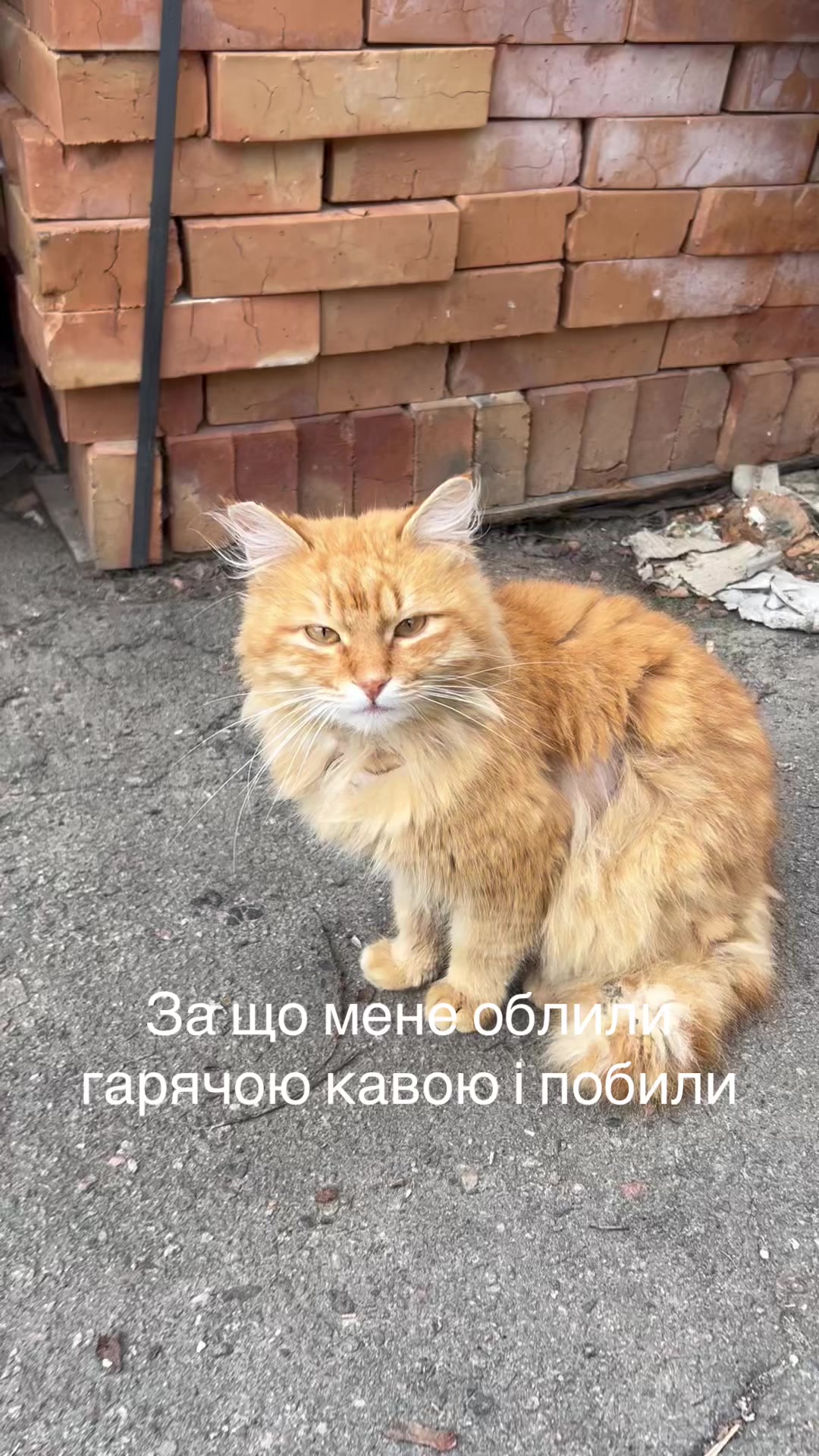 @Алиса