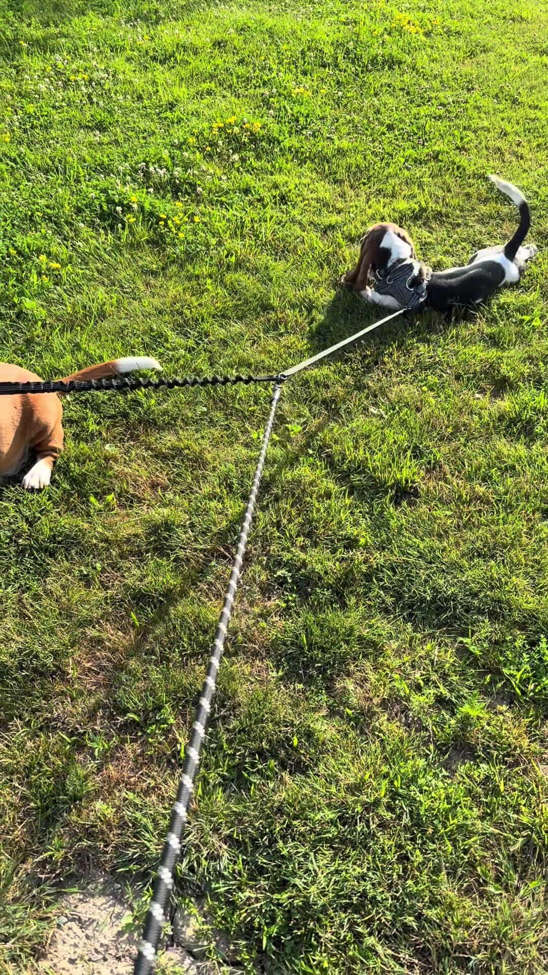 @Arlo & Linus the Bassets