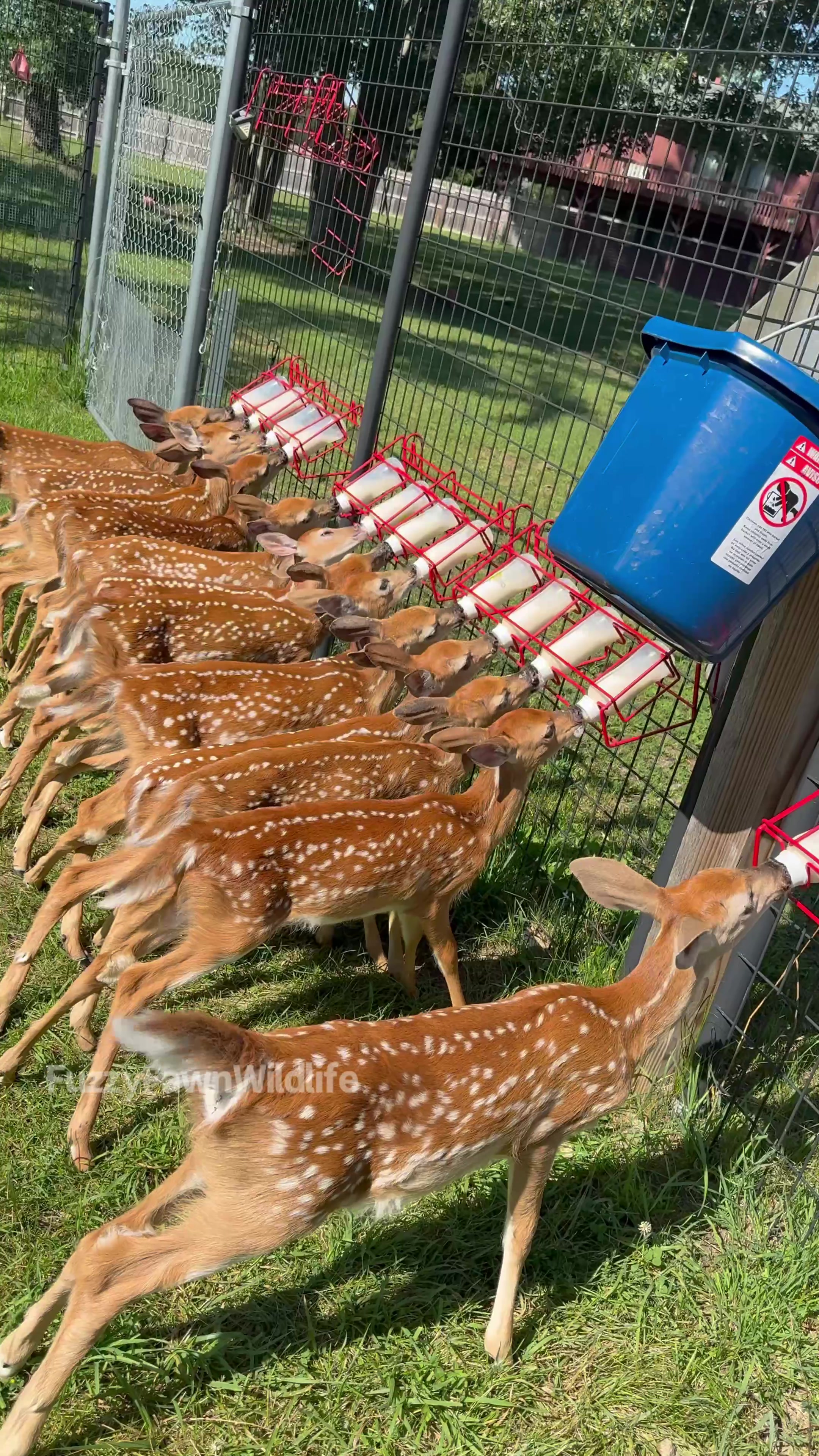 @Fuzzy Fawn Wildlife